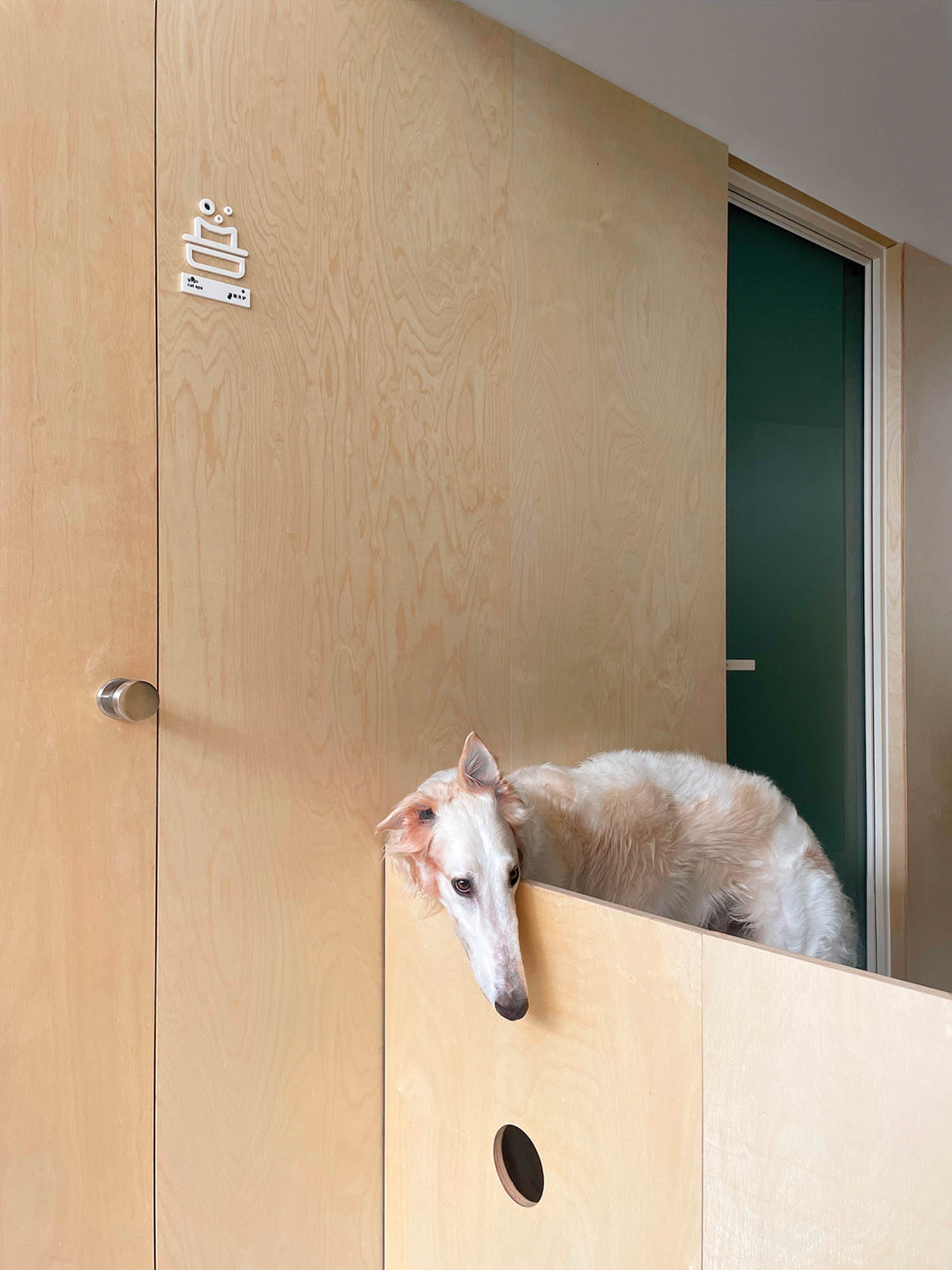 dog peeking its head against a wooden barricade